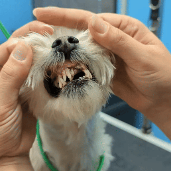 FreshPaws™ No-Brush Dental Wipes for Dogs & Cats